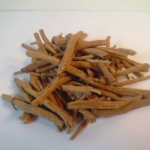 Шлемника байкальского корень