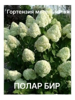 Полар Бир гортензия метельчатая