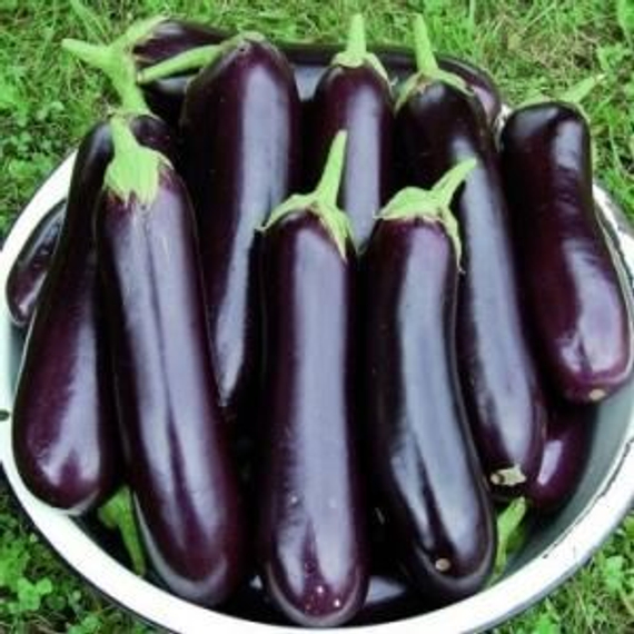 Рома F1 семена баклажана (Sakata / Саката) продукт