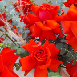 Красные французские розы в шляпной коробке XL ПРЕДЗАКАЗ