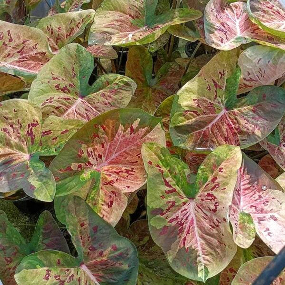 Каладиум MUEANG NAKHON CHUM