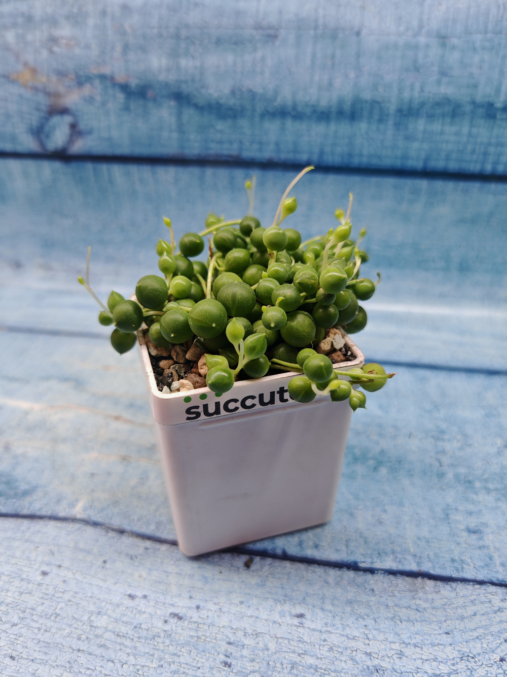 Senecio Rowleyanus (Крестновник Роули)