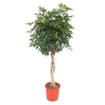 Шефлера Коса