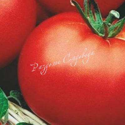 Томат детерминантный Сибирский скороспелый (цена за 6 штук)