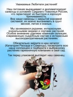 Церопегия Розовый Фламинго вариегатная
