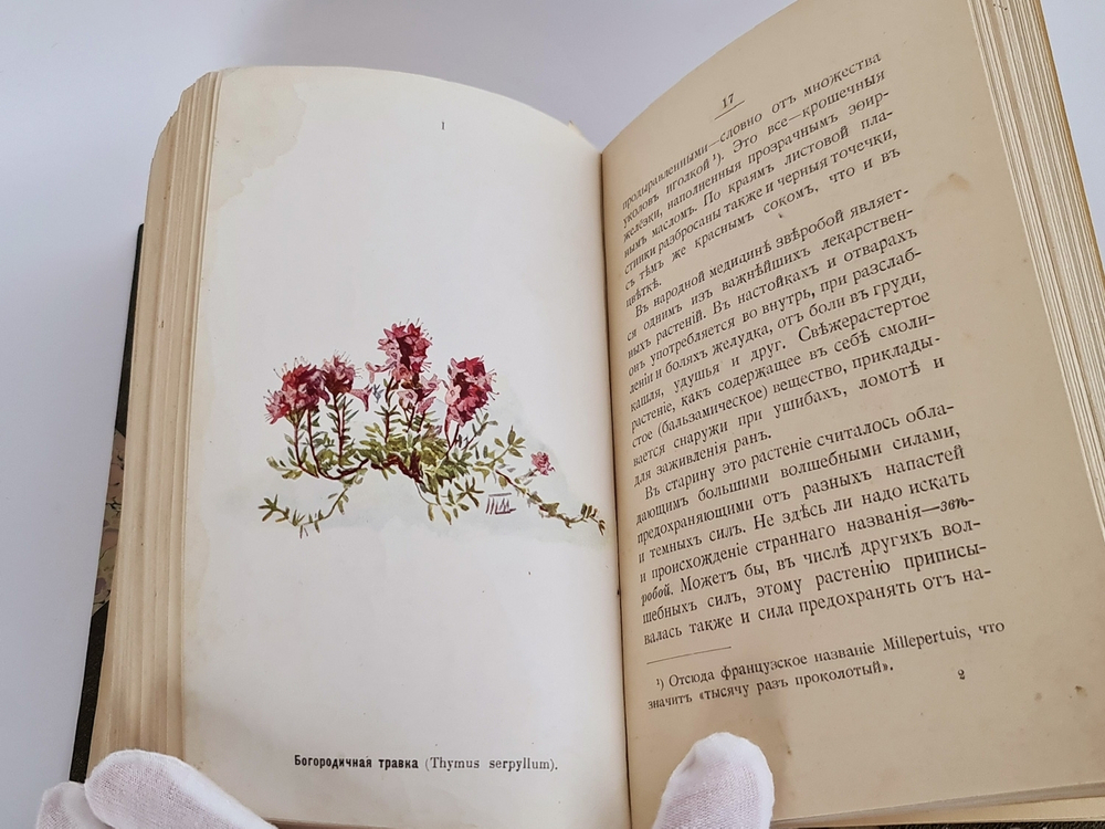 "Наши весенние цветы. Серия 1-3. Наши летние цветы. Серия 1-2". Д.Н.Кайгородов. 1915г.