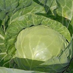 КЕВИН F1 семена капусты белокочанной (Syngenta | Alexagro)