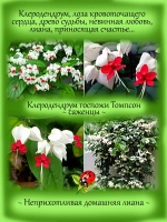 Клеродендрум Госпожи Томпсон