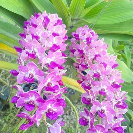 Ринхостилис RHY 07-SEDTHEE SAEN LAN