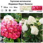 Меджикал Маунт Малинче гортензия метельчатая