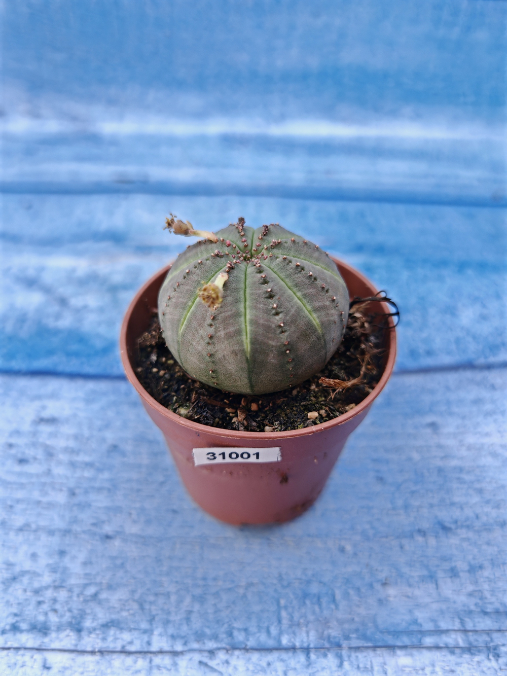 Euphorbia Obesa (Эуфорбия)