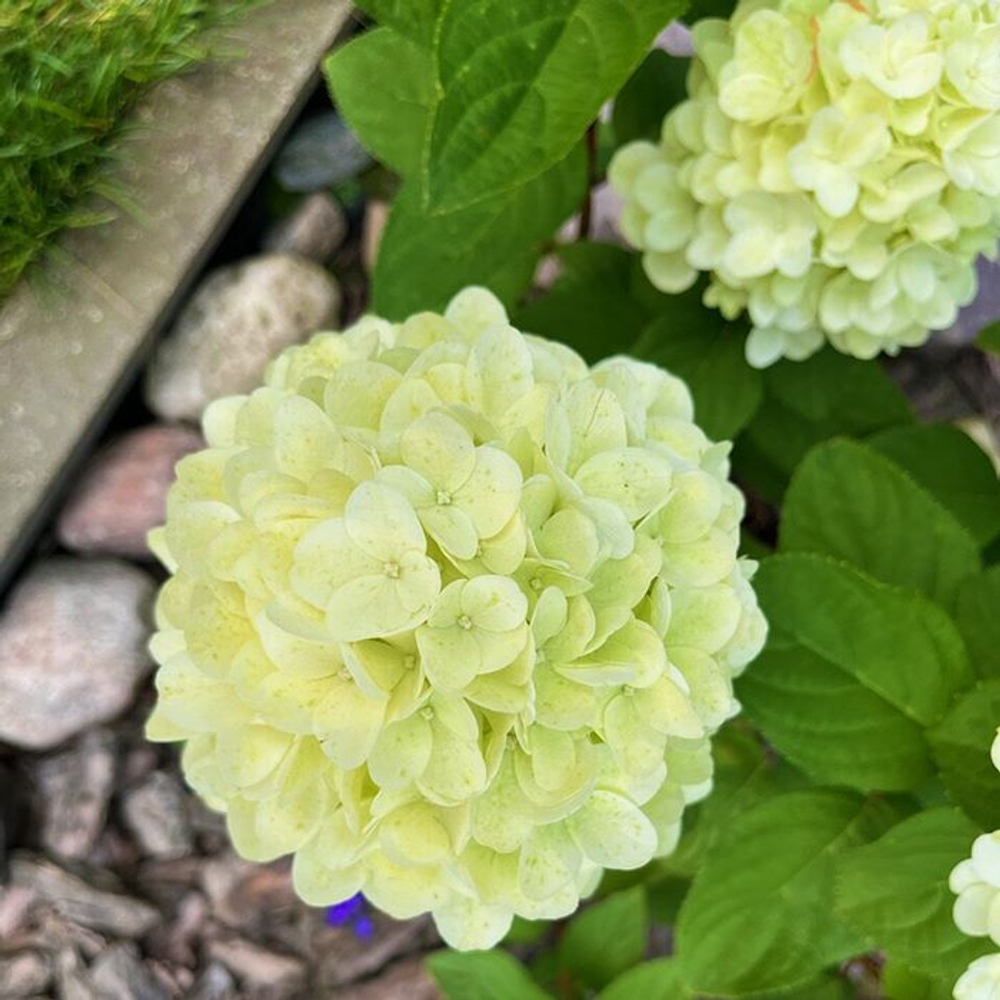 Гортензия метельчатая Пандора С2 20-25