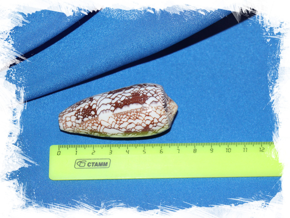 Conus omaria var. magoides размер
