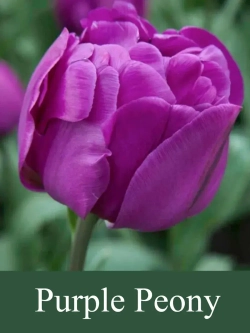 Тюльпаны Purple Peony 4 шт, набор луковиц