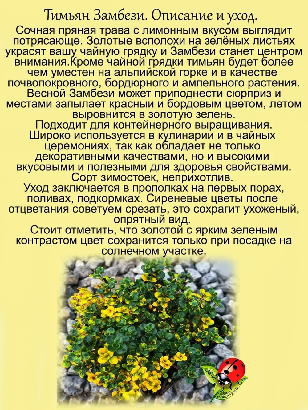 Тимьян Замбези чабрец лимонный пёстролистный почвопокровный