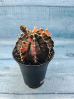 Gymnocalycium Variegata (Гимнокалициум Вариегатный)