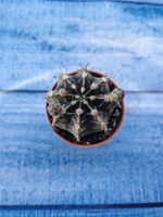 Gymnocalycium Friedrichii (Гимнокалициум)