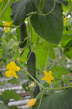 Баде F1 семена огурца партенокарпического ( Yuksel Tohum / )