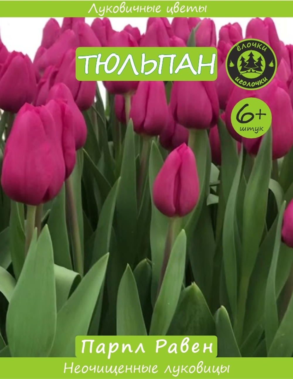 Тюльпан Луковица, Парпл Равен, 6+ шт