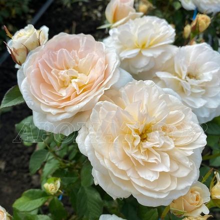 Чарити (Charity)