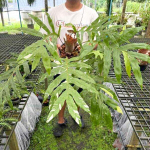 Дринария D.VAR