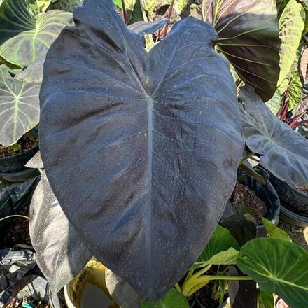 Колоказия EMERALD BONE