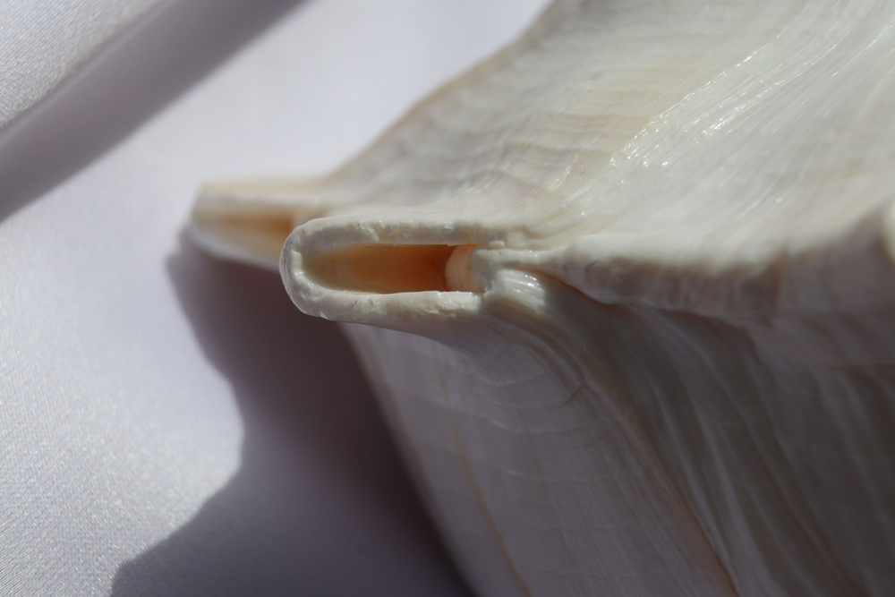 Бусикон перверсум (Sinistrofulgur perversum), 1шт, 15-17см