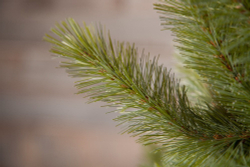 Ель Лесная красавица  230см голубая Triumph Tree