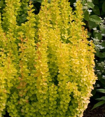 Барбарис Тунберга Голден Рокет