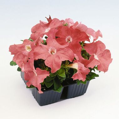 S6072 Петуния кустовая Grandiflora EZ RIDER® DEEP SALMON 100 шт.