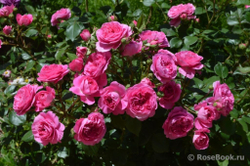 Роза Баронесса С7 Закупка М57 июнь 2026