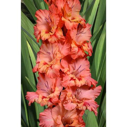 Гладиолус Пахлава (5 шт) Волжский Сад