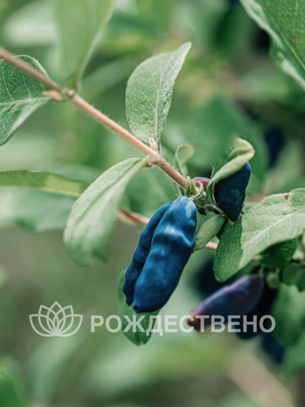 Жимолость Золушка