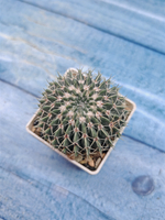 Notocactus Buiningii (Нотокактус)