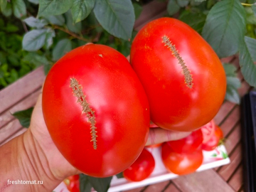 Гигант Сухомлинского сорт томата