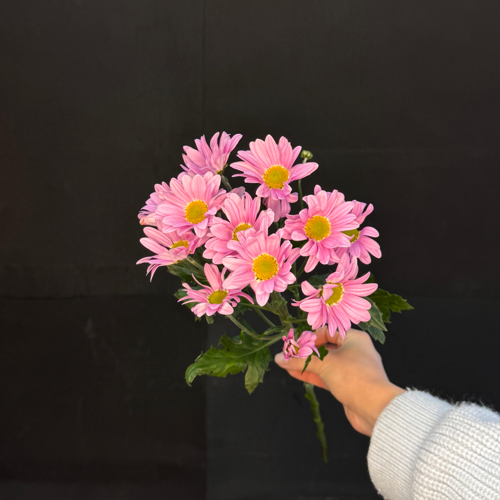 Хризантема кустовая Ромашковая Сиреневая / 1 шт