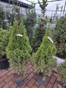 Ель канадская (сизая)