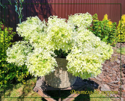 Гортензия метельчатая Дентель де горрон - Кружево Горрона (Hydrangea paniculata `Dentelle de Gorron`)