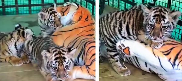 «Плюшевая мама» спасла осиротевших тигрят