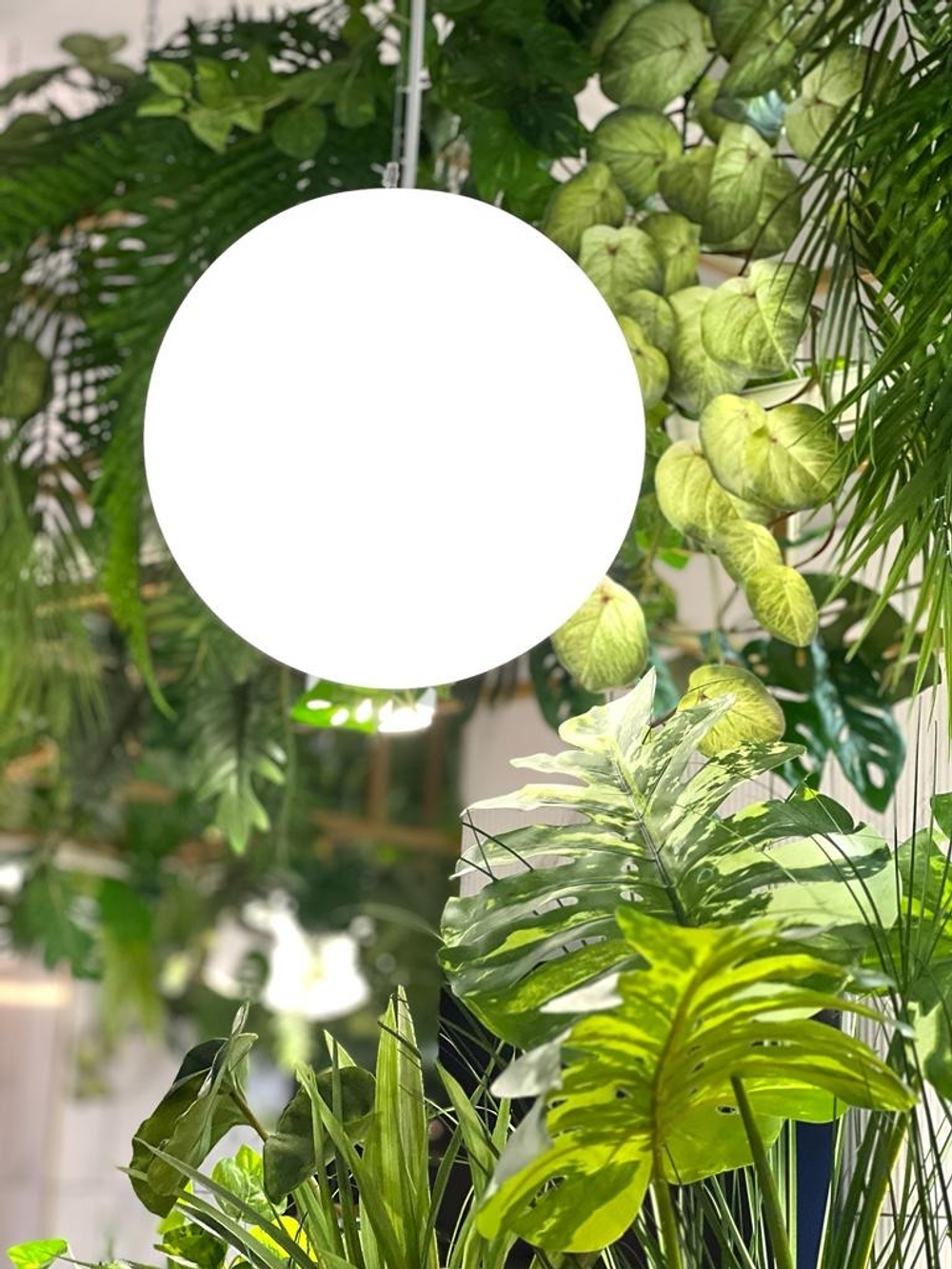 Озеленение искусственными растениями магазина "Табрис"  г.Краснодар