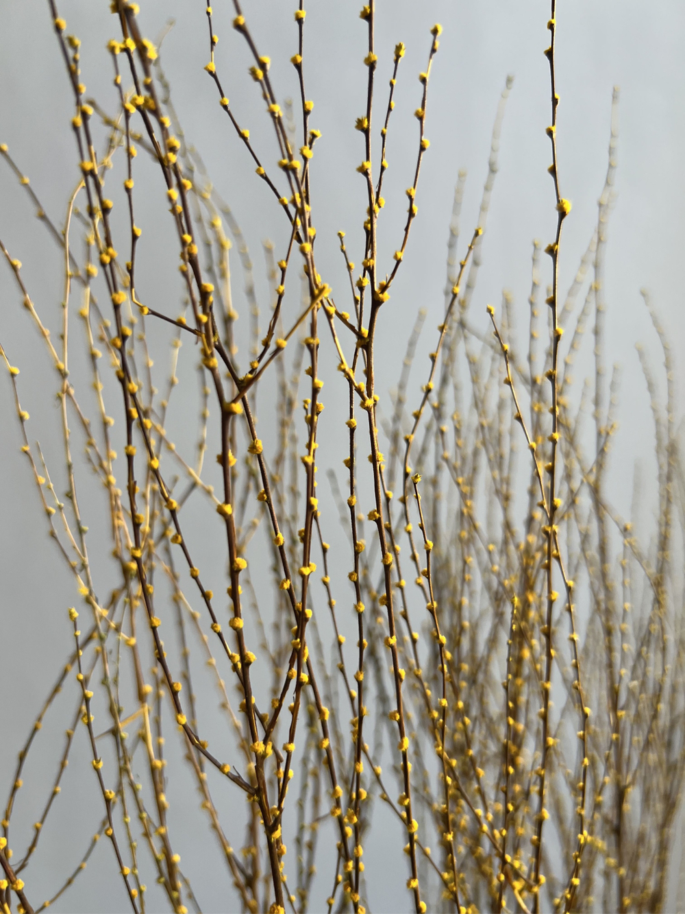 Вереск желтый