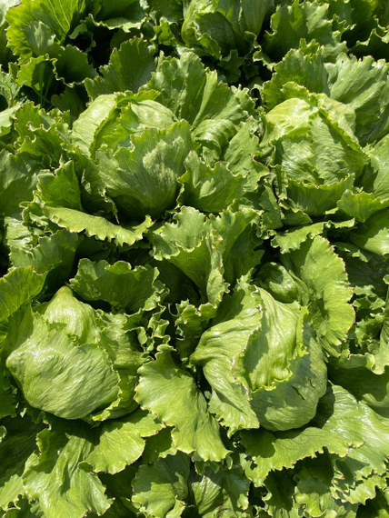 Изанас семена салата айсберг Rijk Zwaan-Райк Цваан отзывы – фото 11