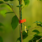 Набор, тапенер садовый для подвязки растений, скобы 10 000 шт., 11 лент 30 м, LUXE Palisad