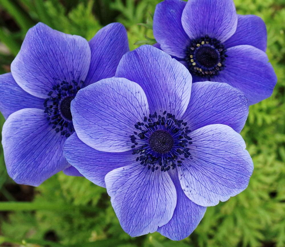 Анемона луковица, микс сорта 1 штука