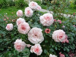 Бременские музыканты (Bremer Stadtmusikanten)