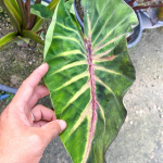 Колоказия SUPERNOVA