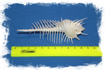 Ракушка Мурекс Пектен (Murex pecten) 8-12 см