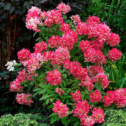 Гортензия метельчатая Диамант Руж PBR С2 20-30