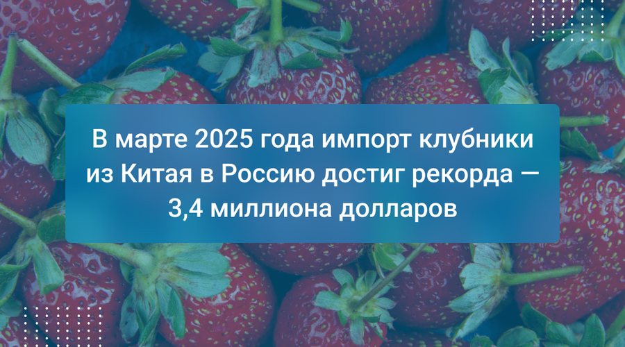 В марте 2025 года импорт клубники из Китая в Россию достиг рекорда — 3,4 миллиона долларов