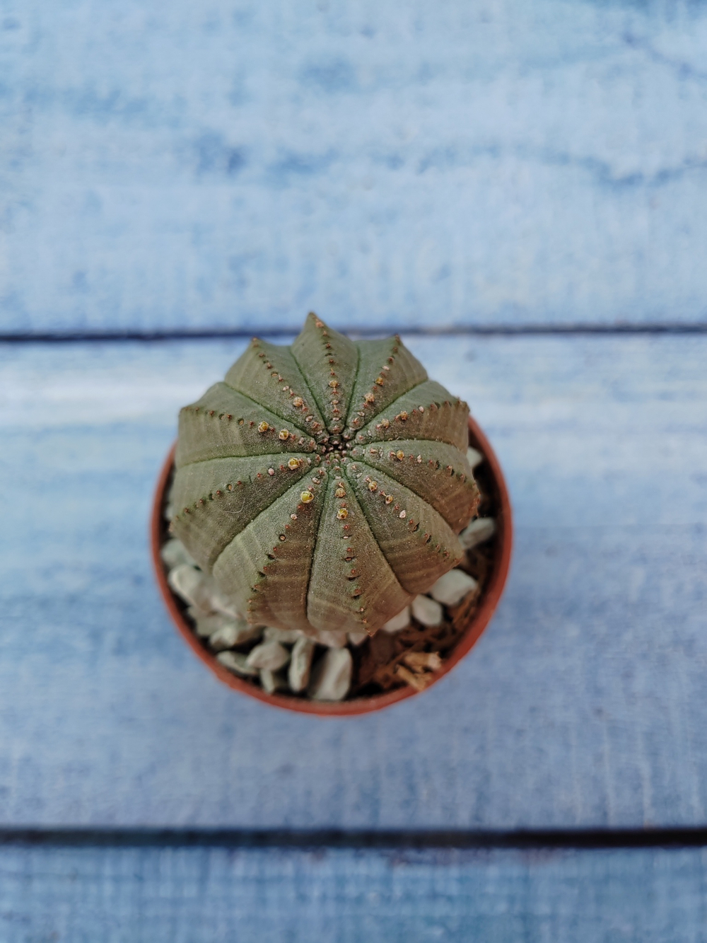 Euphoria Obesa (Эуфорбия)